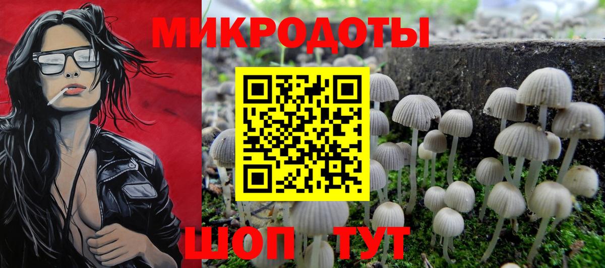 Галлюциногенные грибы Psilocybe Бийск